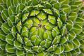 Queen Victoria agave